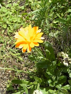 これも花です。